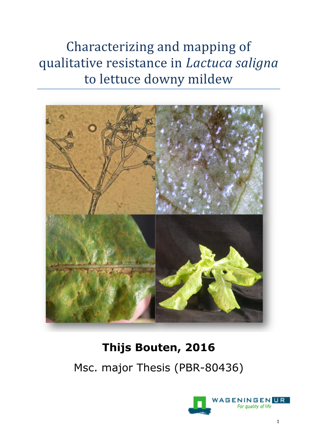 Characterizing and Mapping of Qualitative Resistance in Lactuca Saligna to Lettuce Downy Mildew