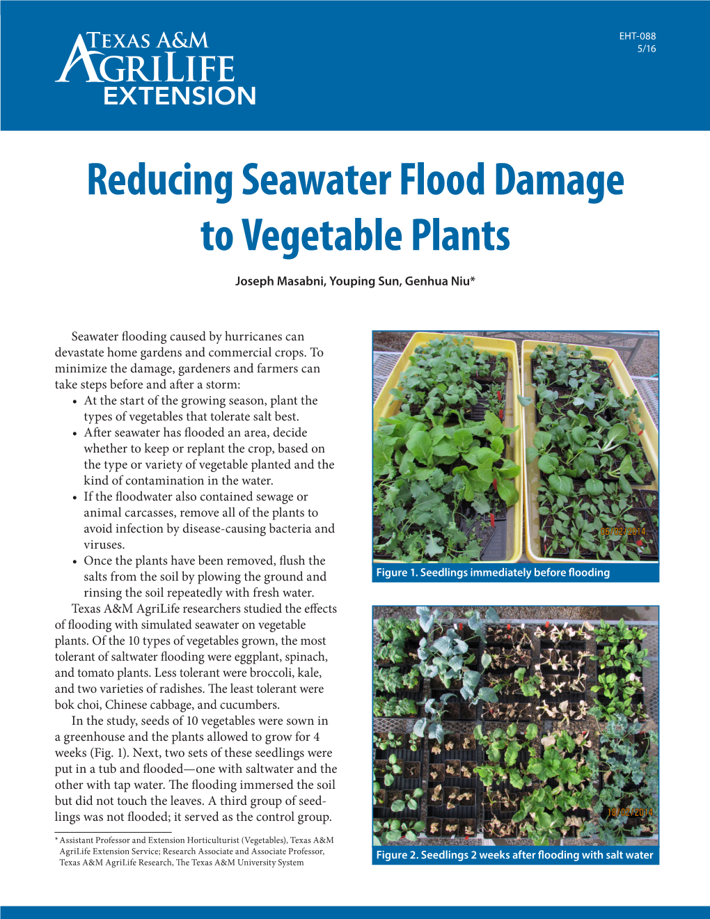 Reducing Seawater Flood Damage to Vegetable Plants