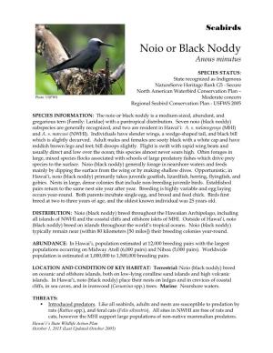 Noio Or Black Noddy Anous Minutus