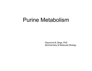 Purine Metabolism