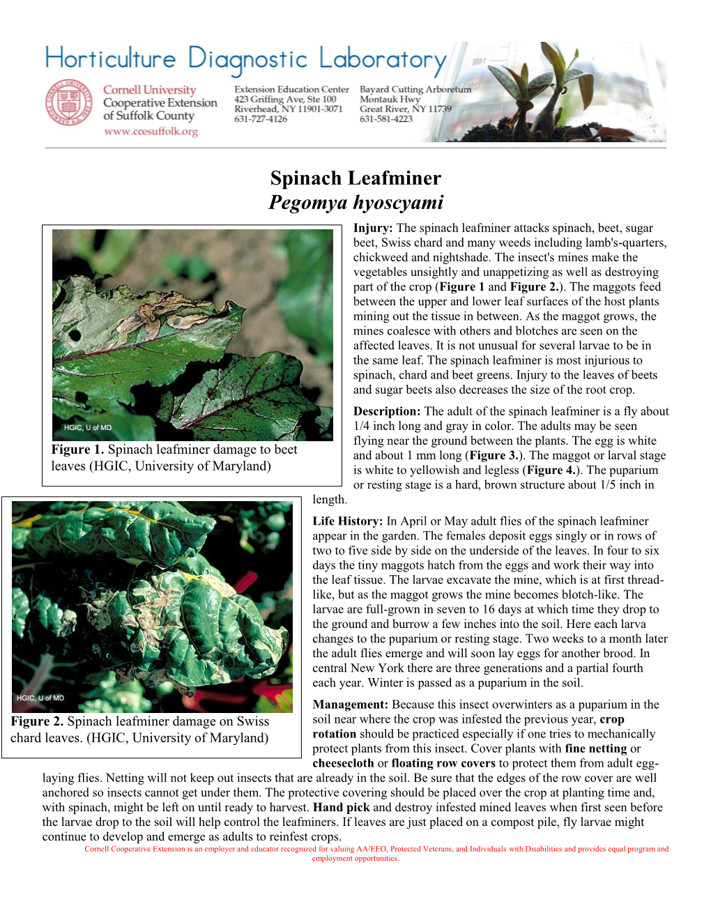 Spinach Leafminer