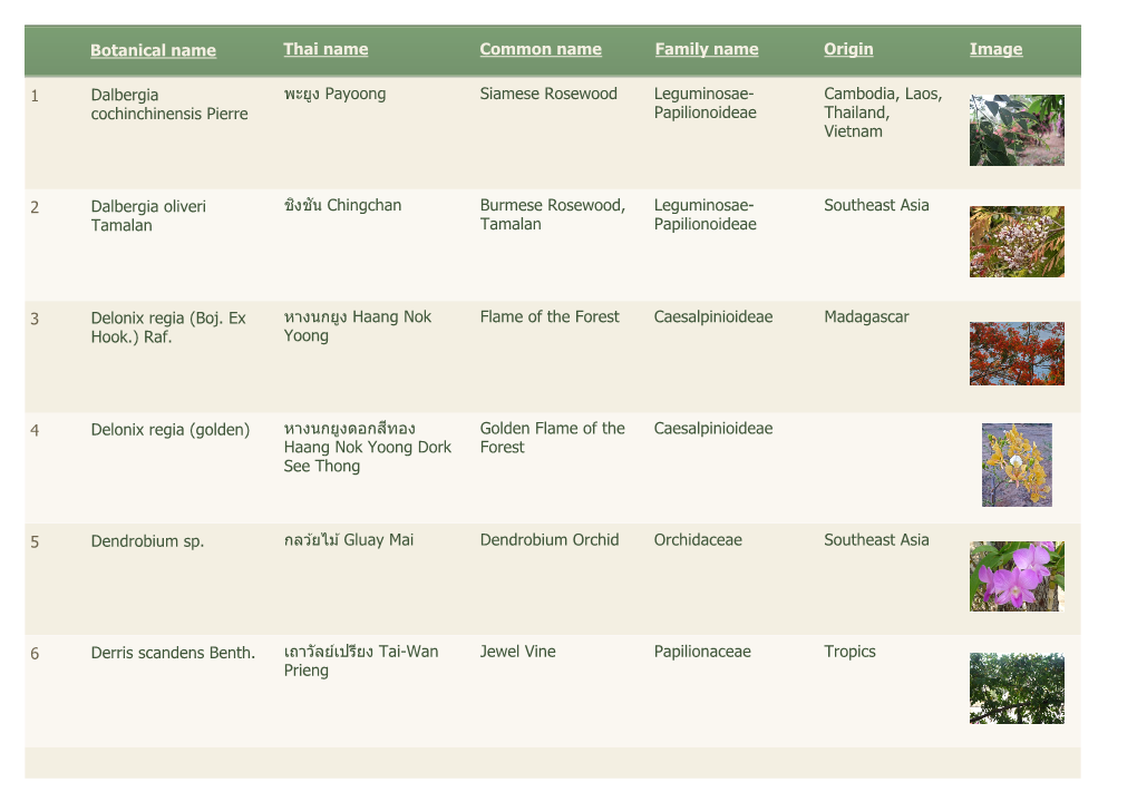 Botanical Name Thai Name Common Name Family Name Origin Image