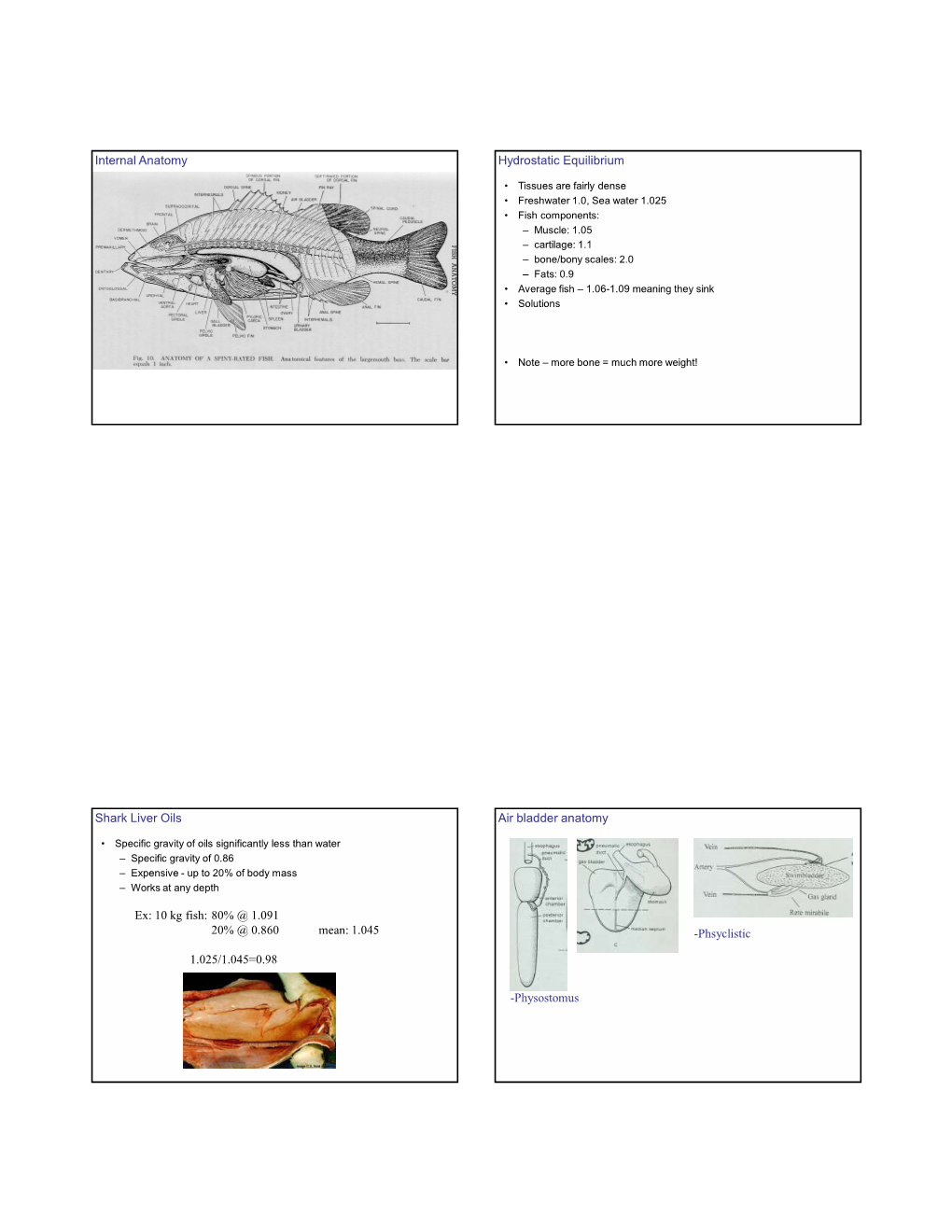 Internal Anatomy Hydrostatic Equilibrium