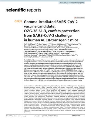 Gamma-Irradiated SARS-Cov-2 Vaccine Candidate, OZG-38.61.3, Confers Protection from SARS-Cov-2 Challenge in Human ACEII-Transgen