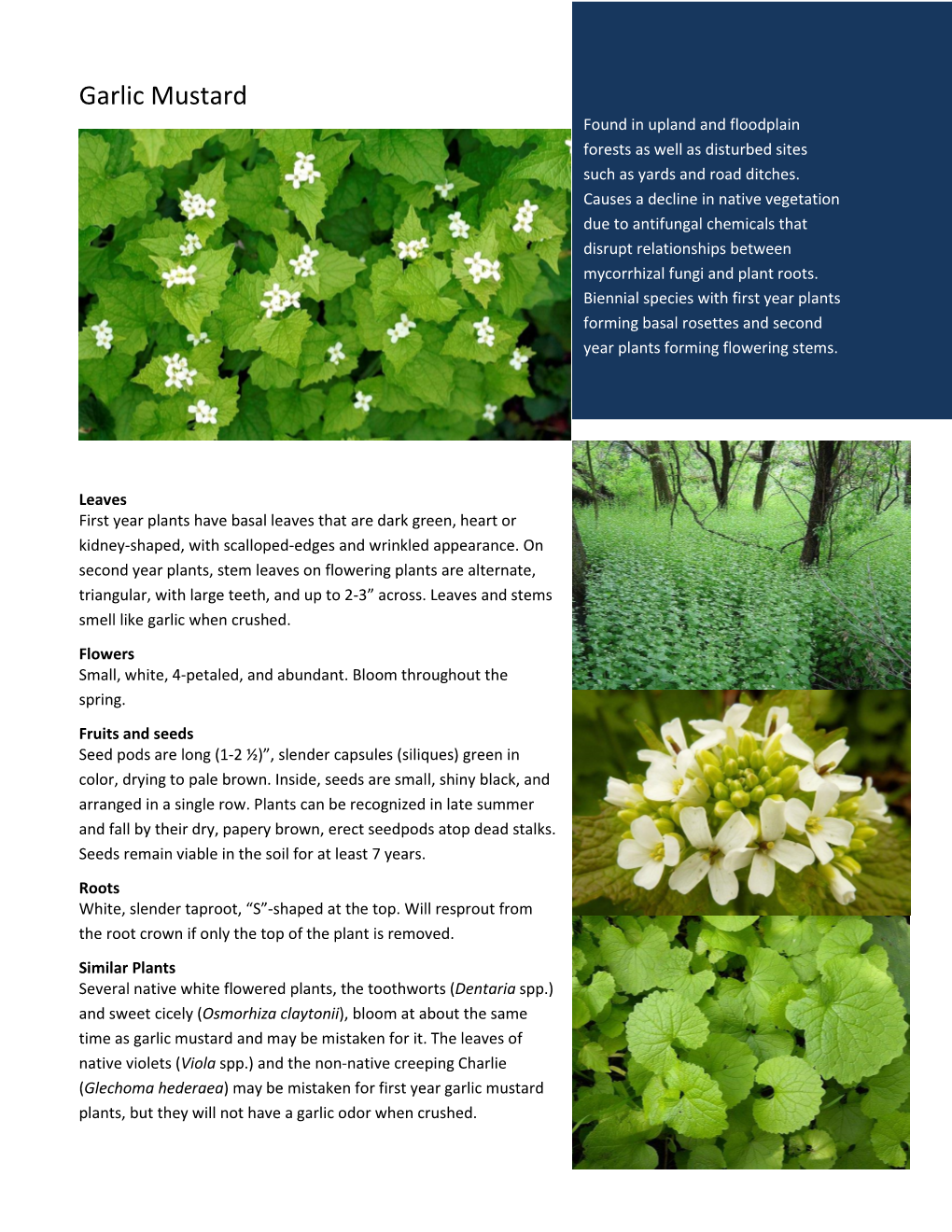Garlic Mustard Found in Upland and Floodplain Forests As Well As Disturbed Sites