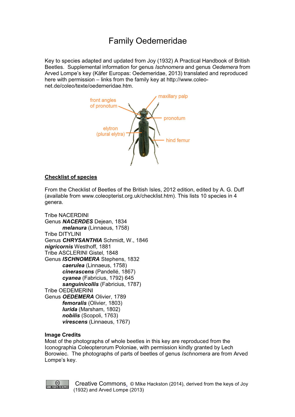 Family Oedemeridae