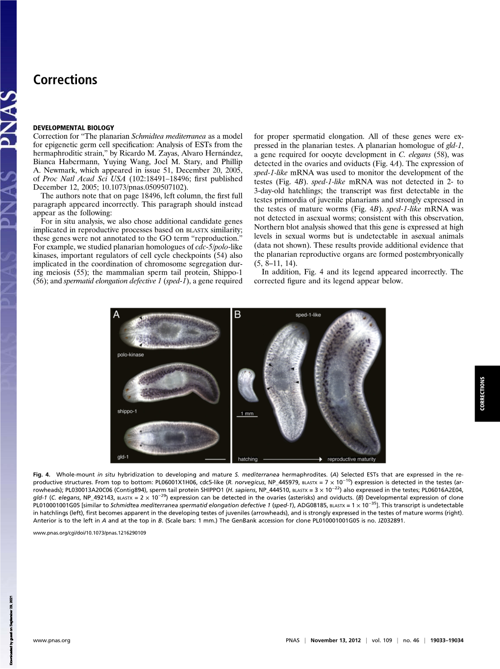 The Planarian Schmidtea Mediterranea As a Model for Epigenetic Germ Cell Specification: Analysis of Ests from the Hermaphroditic Strain