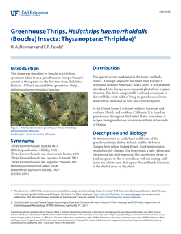Greenhouse Thrips, Heliothrips Haemorrhoidalis (Bouche) Insecta: Thysanoptera: Thripidae)1 H
