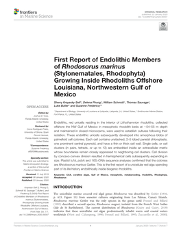 First Report of Endolithic Members of Rhodosorus Marinus (Stylonematales, Rhodophyta) Growing Inside Rhodoliths Offshore Louisiana, Northwestern Gulf of Mexico