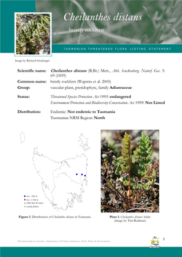 Cheilanthes Distans Distans (Bristly Rockfern)