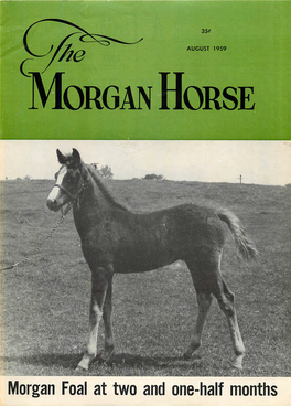 Morgan Foal at Two and One-Half Months Id �FAA Ivavizt an OIL PAINTING of 11 YOUR FAVORITE HORSE