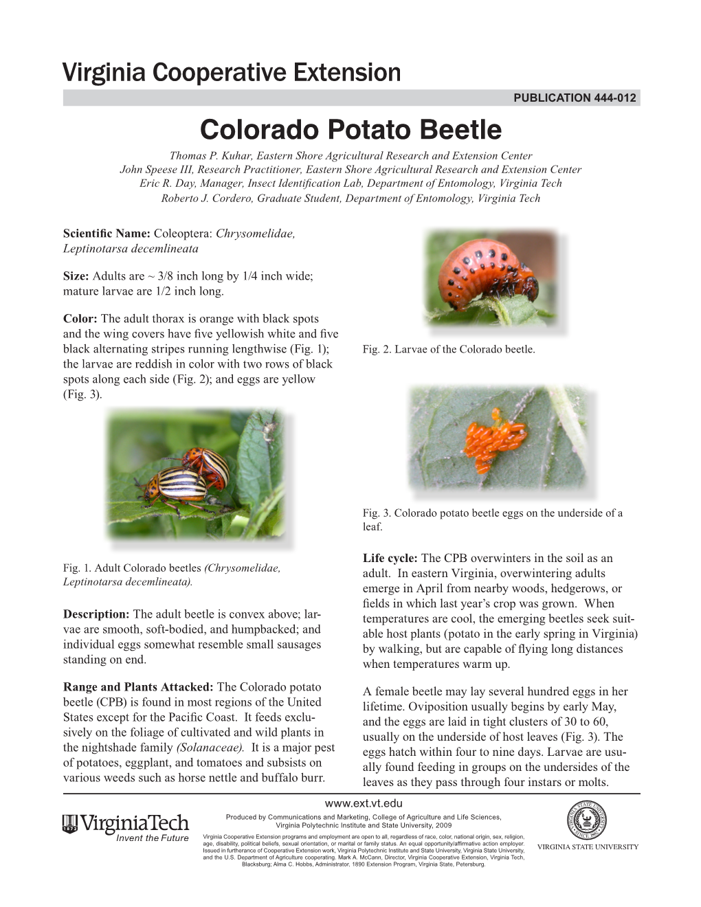 Colorado Potato Beetle Thomas P