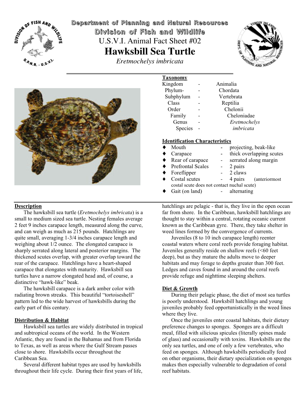 Hawksbill Sea Turtle Eretmochelys Imbricata - DocsLib