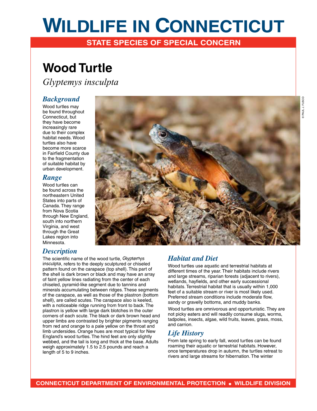 Wood Turtle Fact Sheet