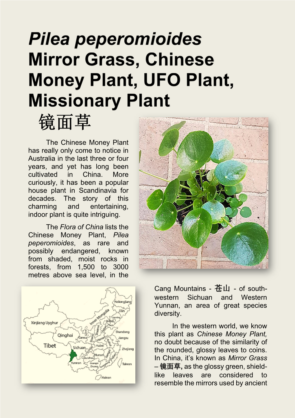 Pilea Peperomioides – Chinese Money Plant