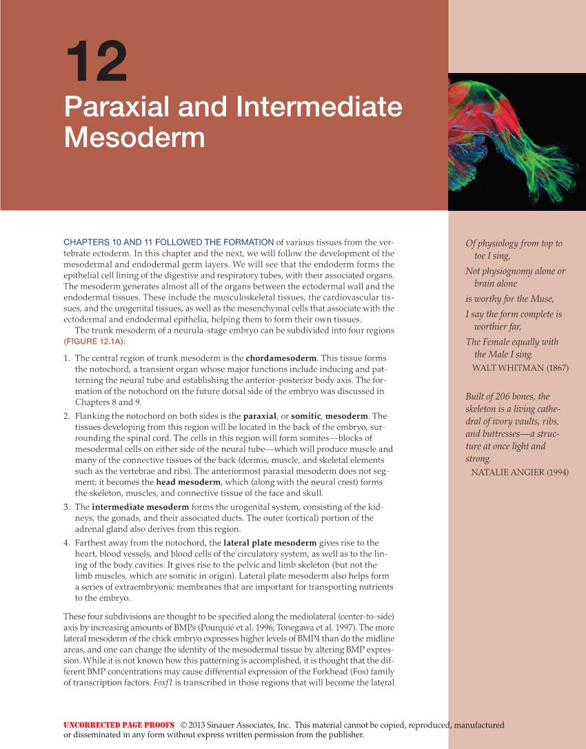 Paraxial and Intermediate Mesoderm