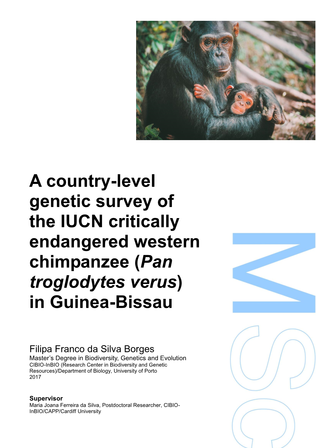 The Western Chimpanzee (Pan Troglodytes Verus) in Guinea-Bissau