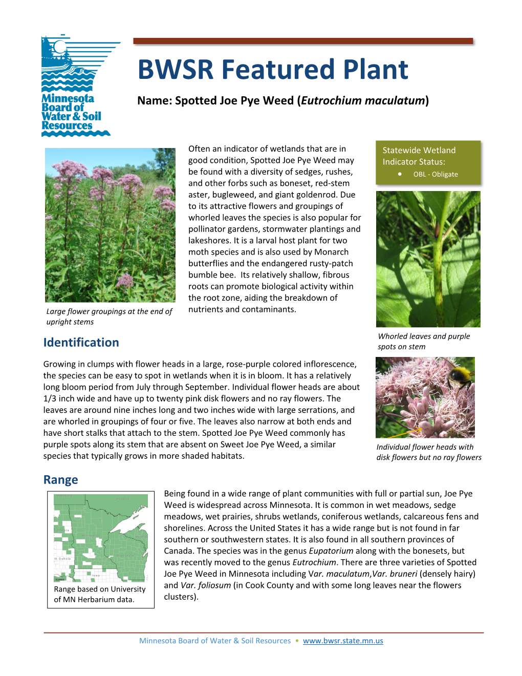 Joe-Pye Weed