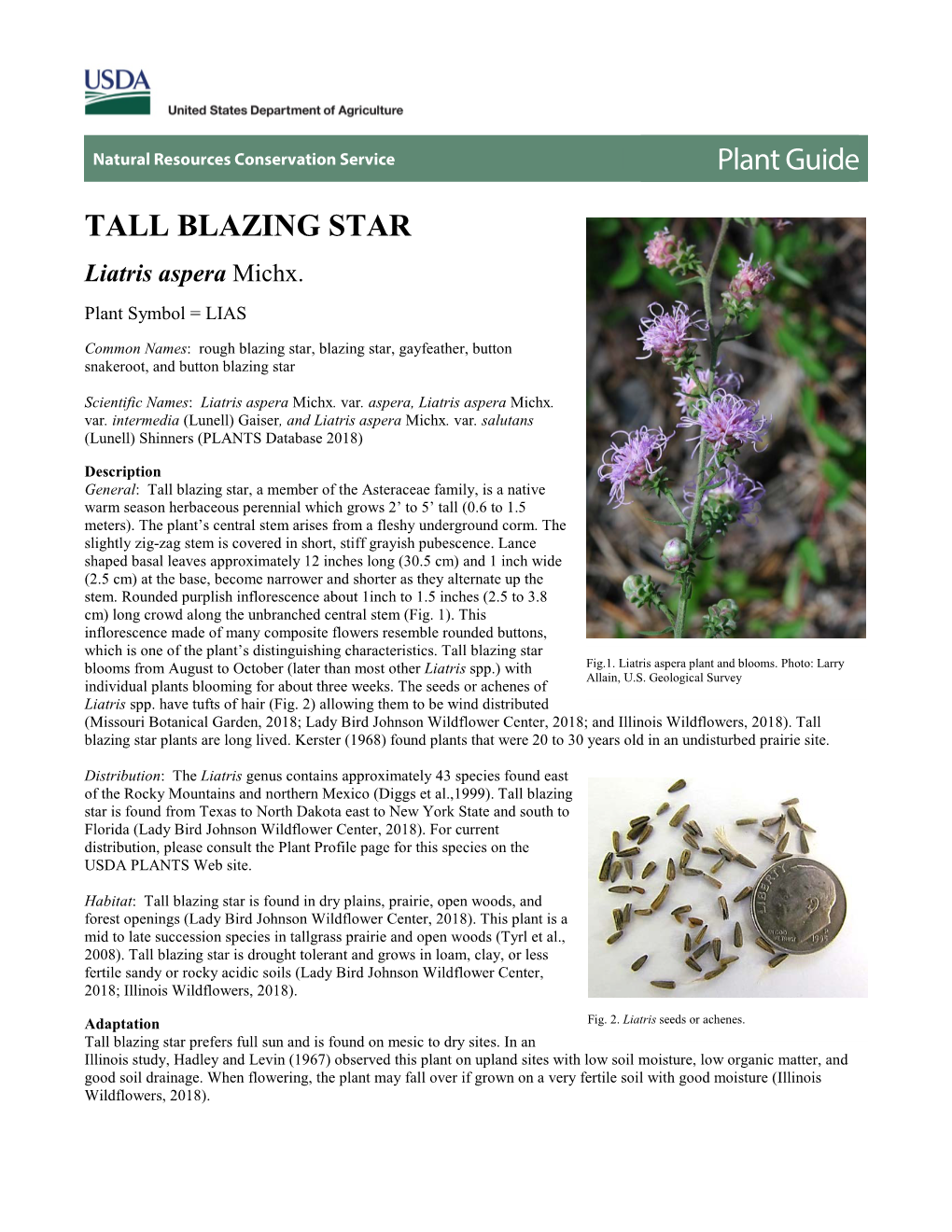 Tall Blazing Star (Liatris Aspera) Plant Guide