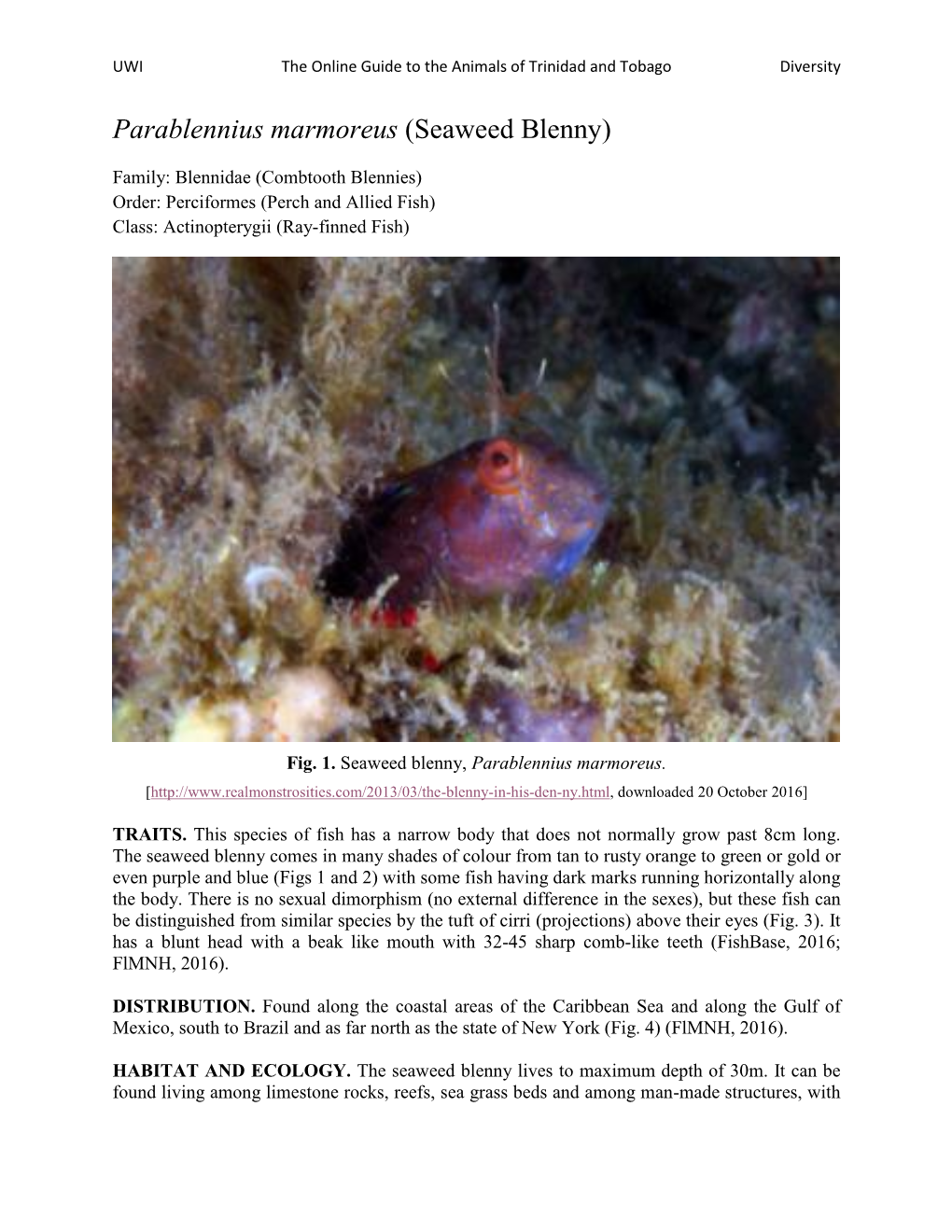 Parablennius Marmoreus (Seaweed Blenny)