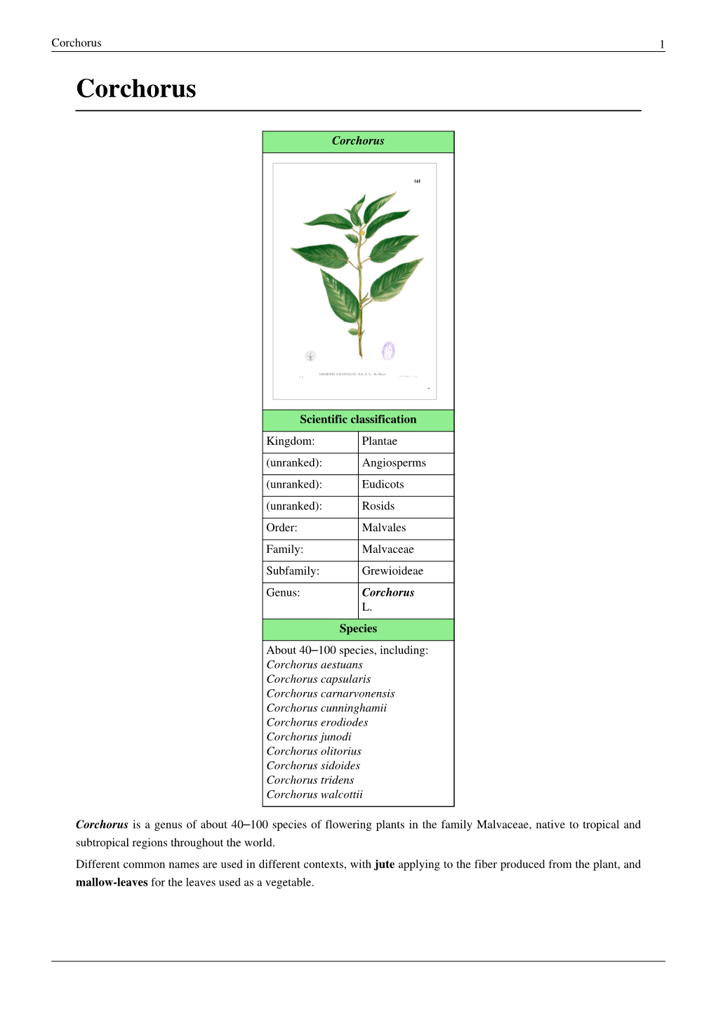 Corchorus 1 Corchorus