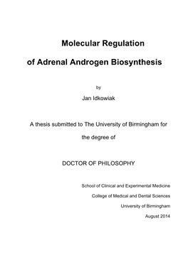 Molecular Regulation of Adrenal Androgen Biosynthesis