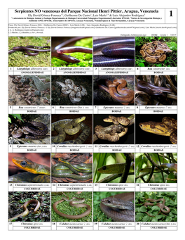 Serpientes NO Venenosas Del Parque Nacional Henri Pittier, Aragua