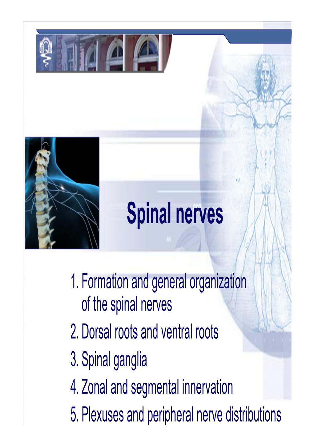 Spinal Nerves