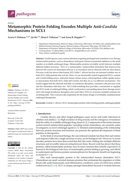 Metamorphic Protein Folding Encodes Multiple Anti-Candida Mechanisms in XCL1