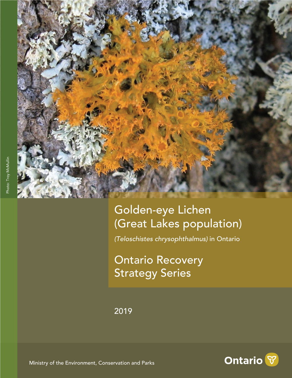 Recovery Strategy for the Golden-Eye Lichen (Teloschistes Chrysophthalmus) – Great Lakes Population in Ontario