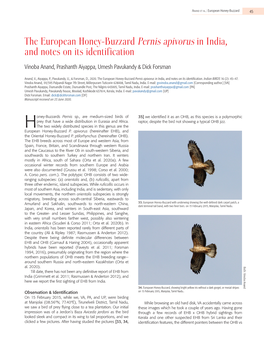 The European Honey-Buzzard Pernis Apivorus in India, and Notes on Its Identification