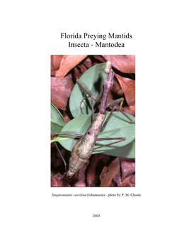 Florida Preying Mantids Insecta - Mantodea