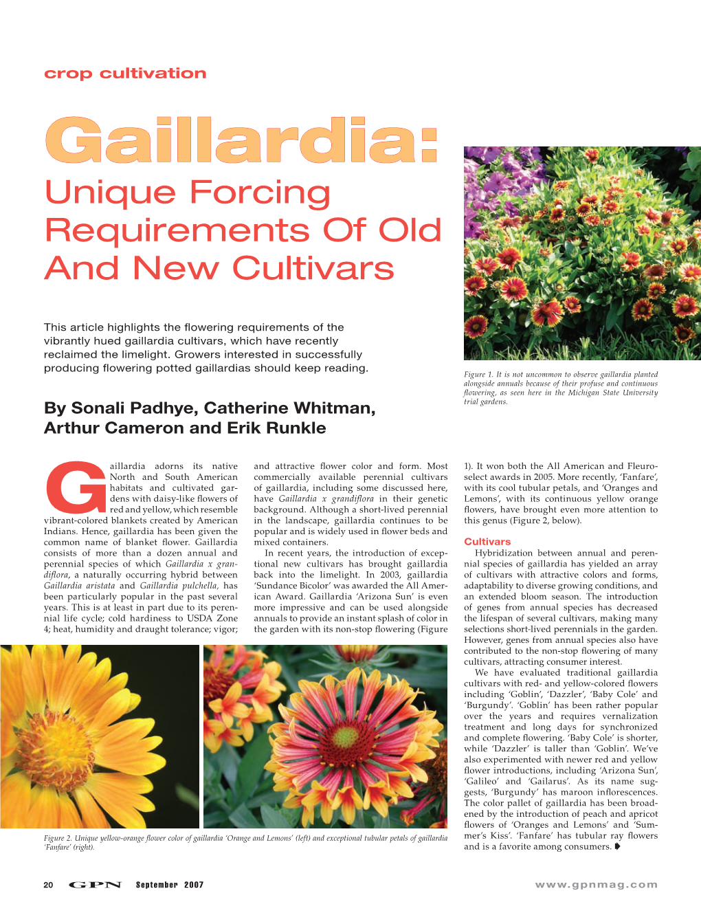 Crop Cultivation Ggaillardia:Aillardia: Unique Forcing Requirements of Old and New Cultivars
