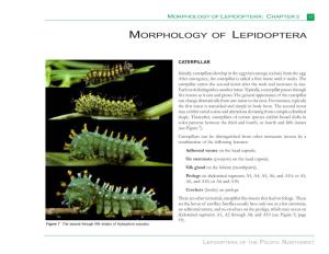 Morphology of Lepidoptera