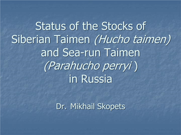 Taimen (Hucho Taimen) and Sea-Run Taimen (Parahucho Perryi ) in Russia