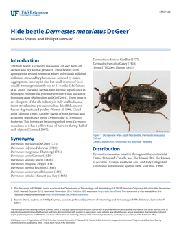 Hide Beetle Dermestes Maculatus Degeer1 Brianna Shaver and Phillip Kaufman2
