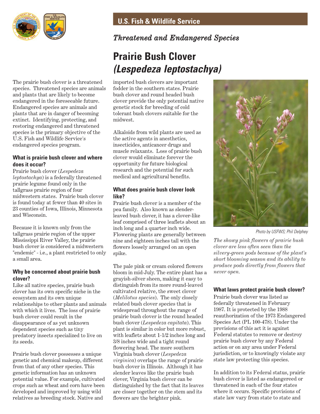 Prairie Bush Clover (Lespedeza Leptostachya) the Prairie Bush Clover Is a Threatened Imported Bush Clovers Are Important Species