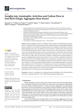 Insights Into Autotrophic Activities and Carbon Flow in Iron-Rich Pelagic Aggregates (Iron Snow)
