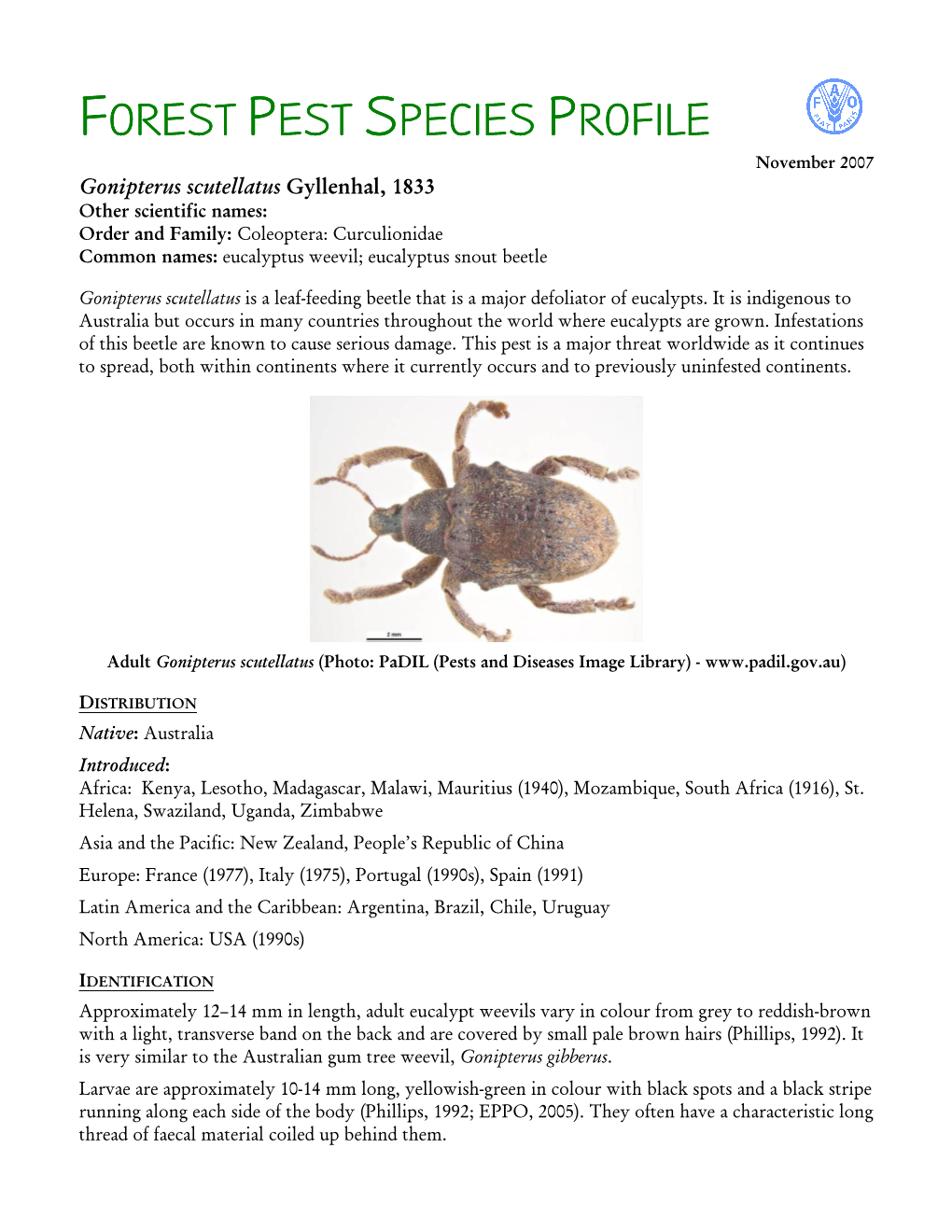 Gonipterus Scutellatus Gyllenhal, 1833 Other Scientific Names: Order and Family: Coleoptera: Curculionidae Common Names: Eucalyptus Weevil; Eucalyptus Snout Beetle
