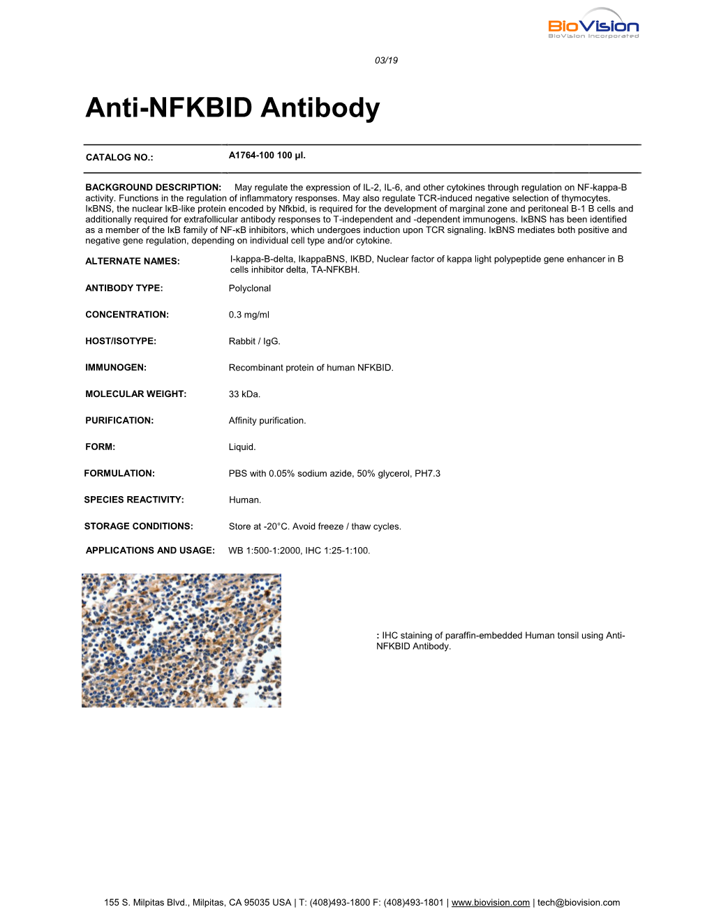 Anti-NFKBID Antibody
