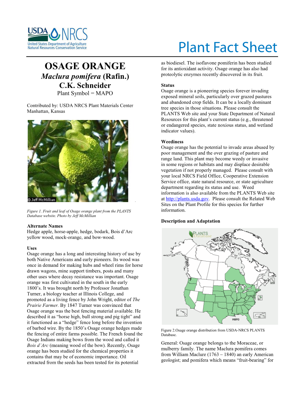 Osage Orange, Maclura Pomifera, Plant Fact Sheet