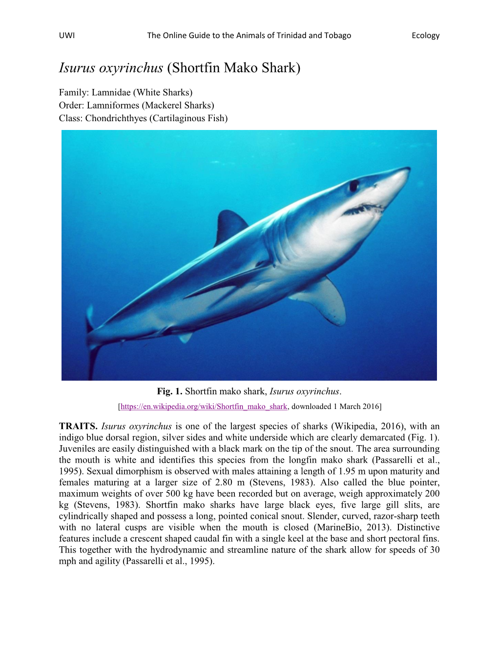 Isurus Oxyrinchus (Shortfin Mako Shark)