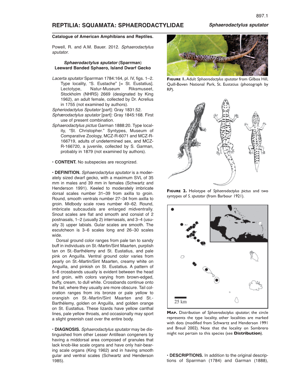 REPTILIA: SQUAMATA: SPHAERODACTYLIDAE Sphaerodactylus Sputator