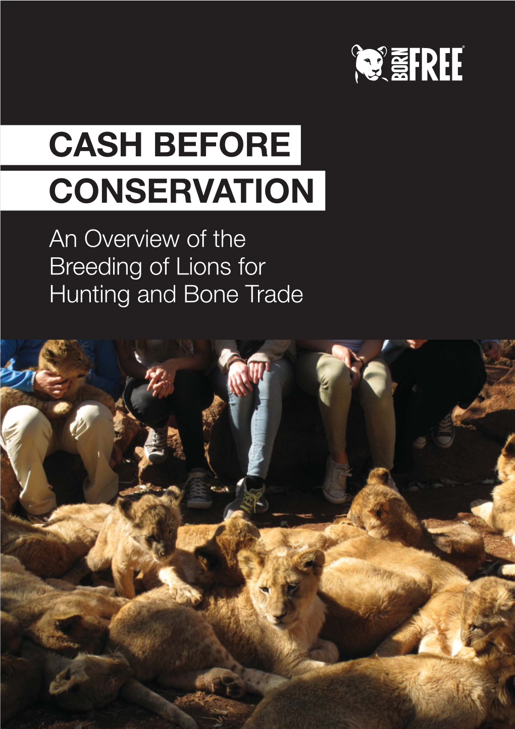 Born Free Lion Breeding Report