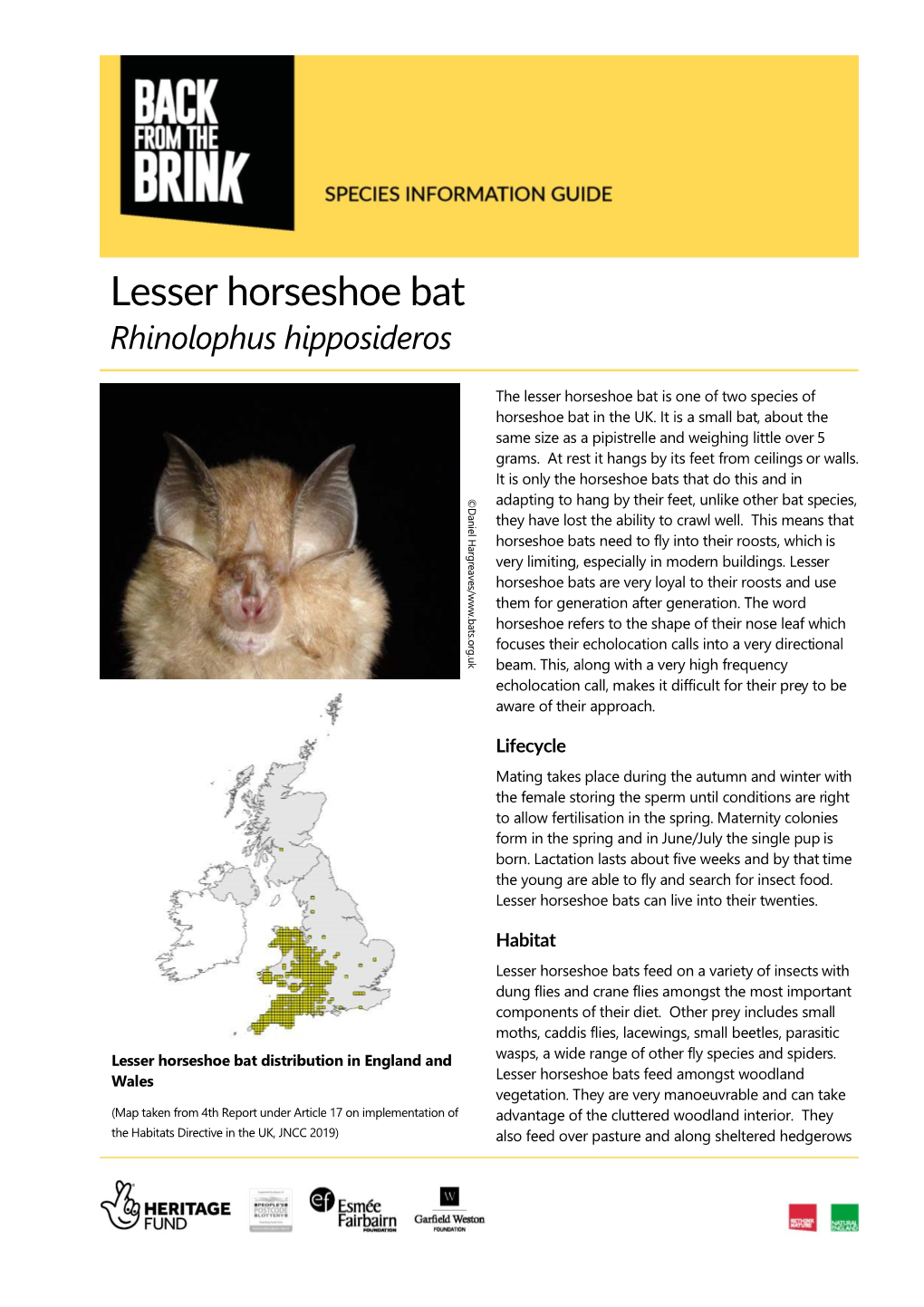 Lesser Horseshoe Bat Rhinolophus Hipposideros