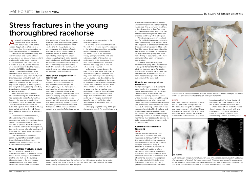 Stress Fractures in the Young Thoroughbred Racehorse