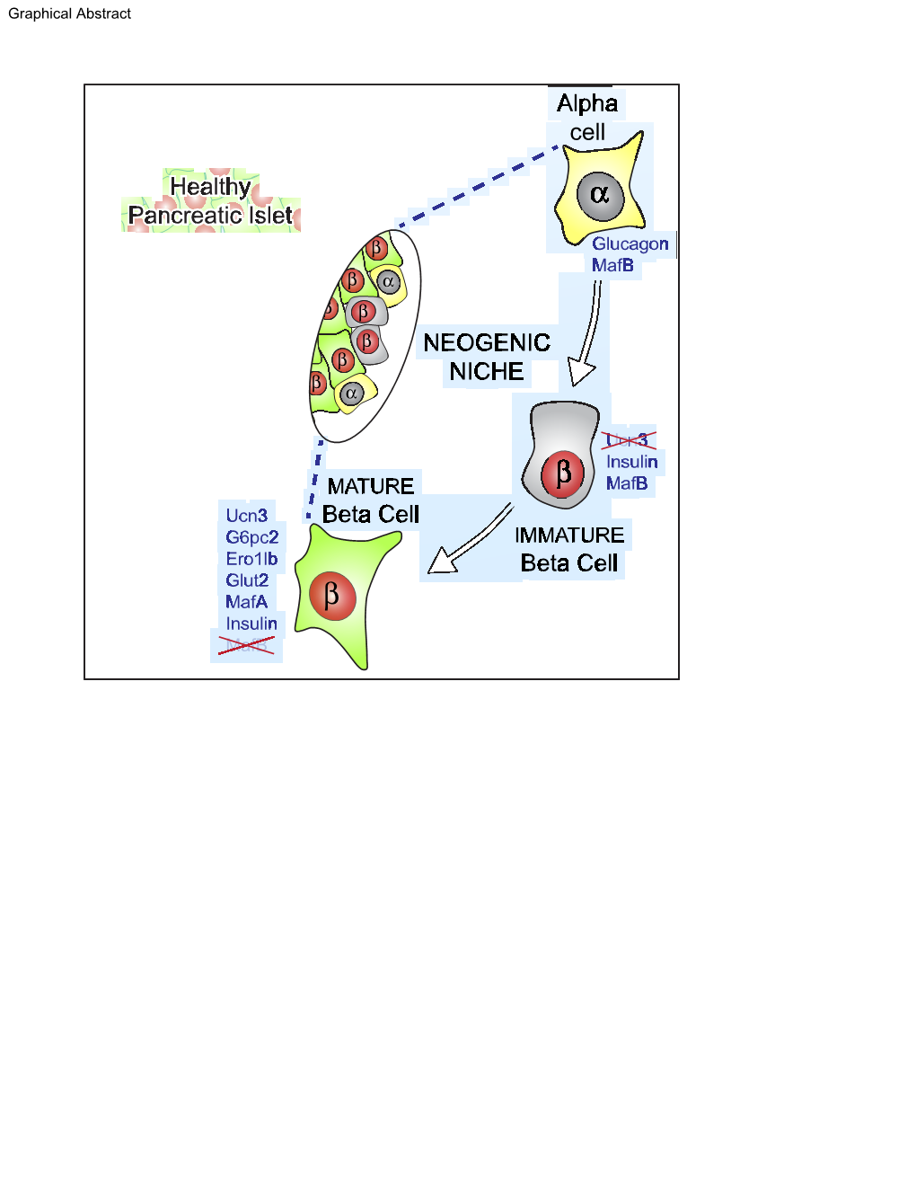 Α Pancreatic Islet Β Glucagon Mafb Β Α Β Β Β NEOGENIC Β Β NICHE Α