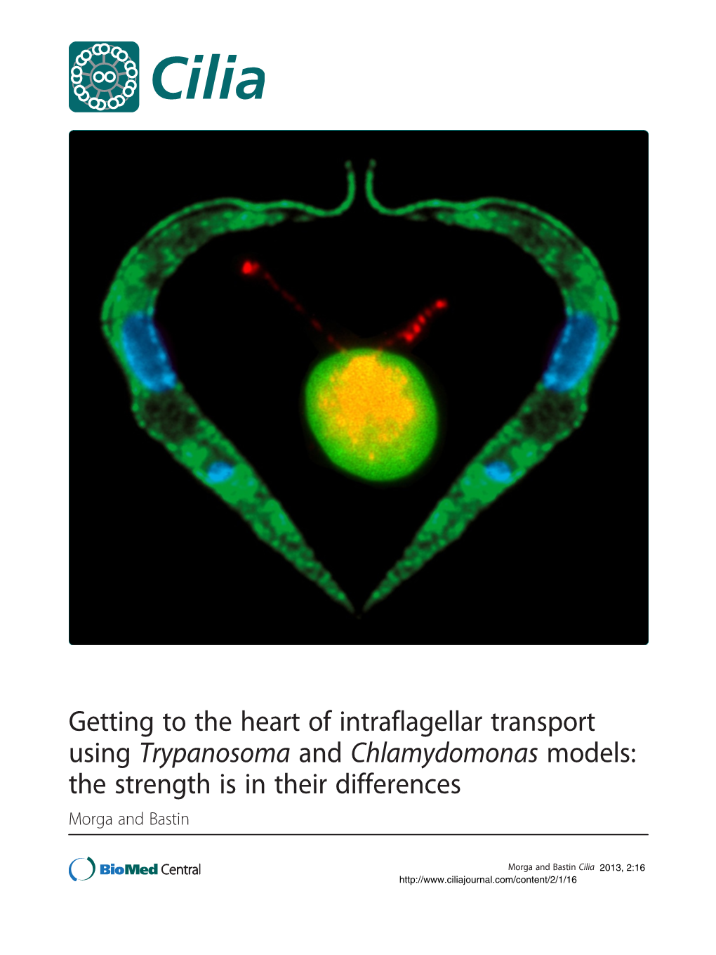 Getting to the Heart of Intraflagellar Transport Using Trypanosoma and Chlamydomonas Models: the Strength Is in Their Differences Morga and Bastin