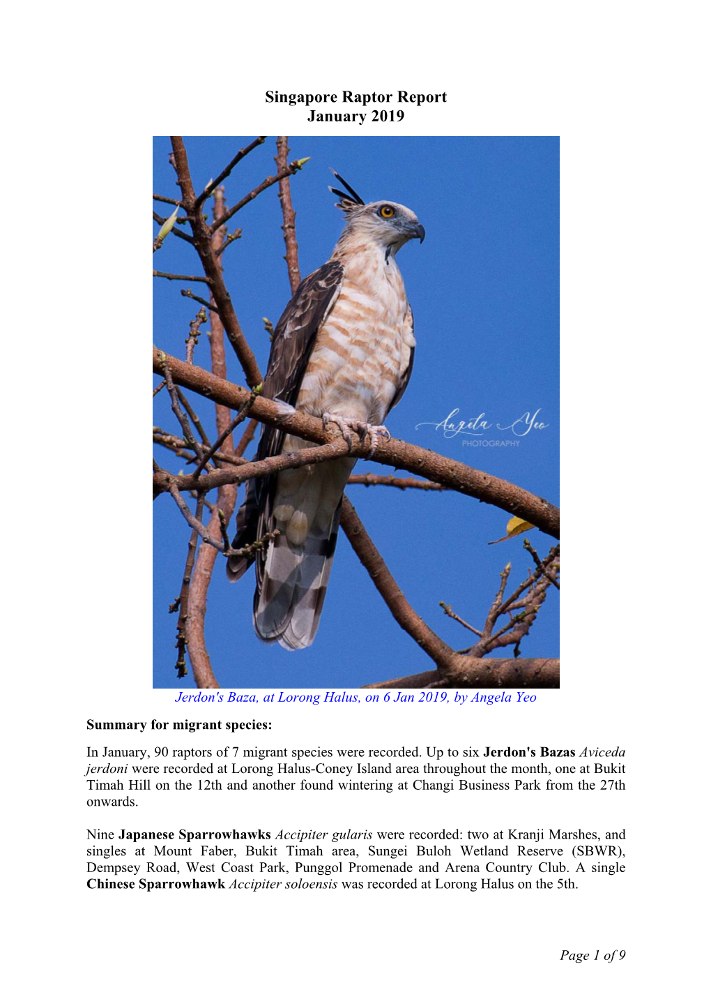 Singapore Raptor Report January 2019