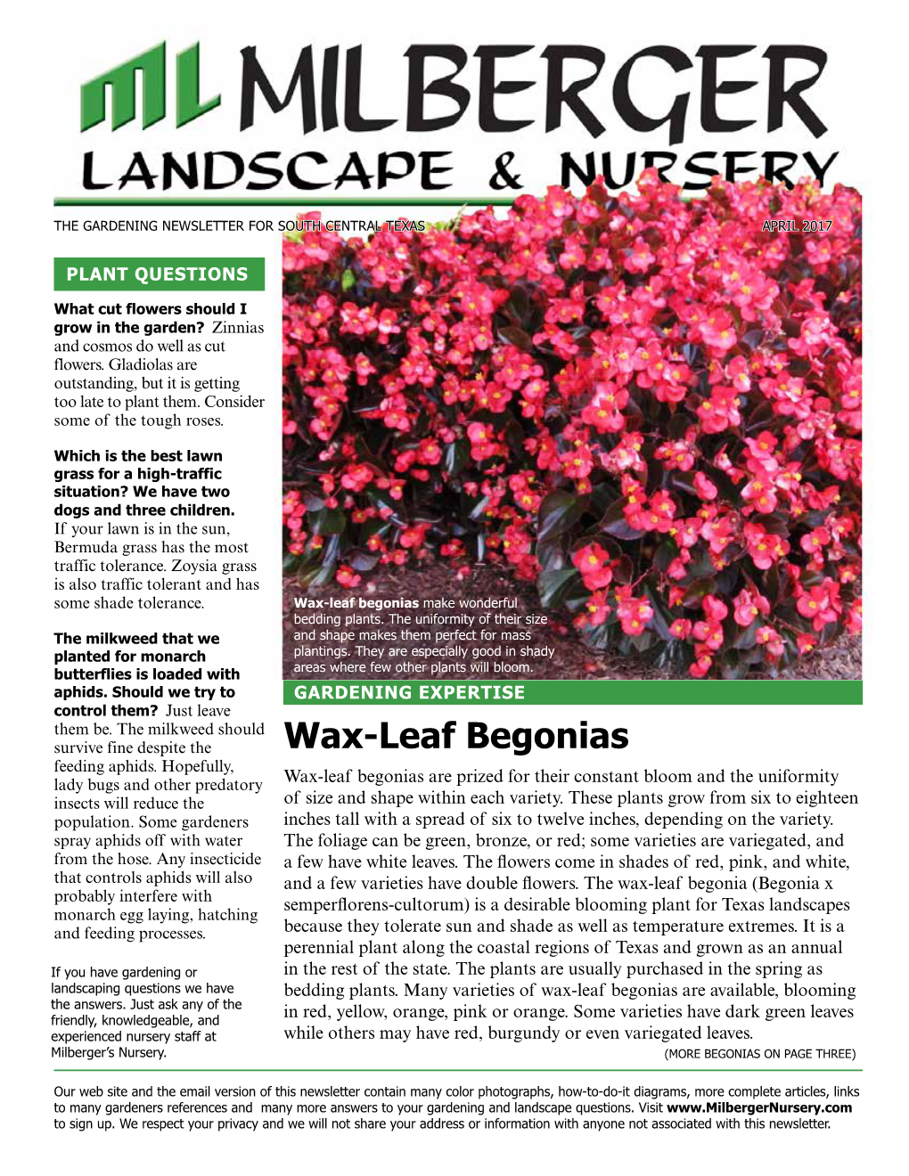 Wax-Leaf Begonias Make Wonderful Bedding Plants